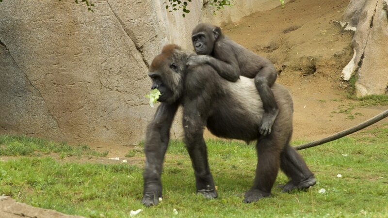 Gorillas. – Bild: Discovery Communications, LLC