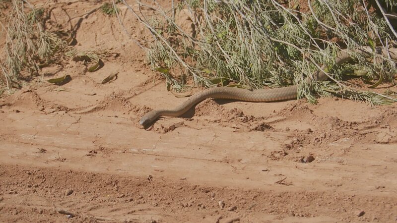 Eine Schlange krabbelt auf dem Boden. – Bild: dmax