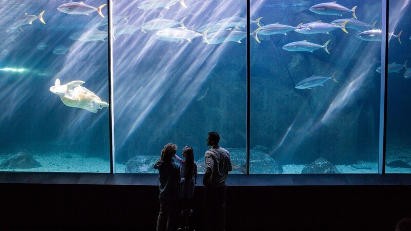 Happy family looking at the fish tank – Bild: Wavebreakmedia /​ Getty Images/​iStockphoto /​ ThinkstockPhotos-488471166.