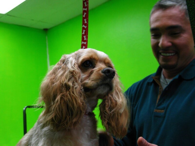 Hundeflüsterer Cesar Millan hilft heute Wes Murph, der einen schicken Hundesalon in Kalifornien eröffnet hat. – Bild: Rive Gauche Intern. Television Lizenzbild frei