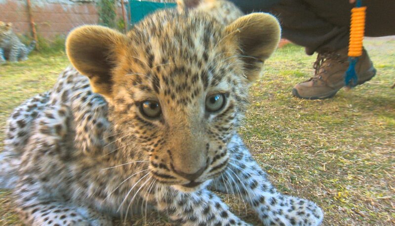 Auch Leoparden waren mal süße kleine Kätzchen. – Bild: SWR/​Harald Mittermüller