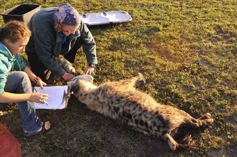 Kay Holekamp und Studentin Tracy vermessen das Gebiss und entnehmen Blutproben der Hyäne. – Bild: 3sat