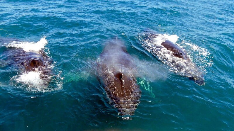 Im Frühjahr versammeln sich vor der Küste Südafrikas so viele Buckelwale wie an keinem anderen Ort der Welt. – Bild: ZDF und NDR/​Table Mountain Films/​Katharina Pechel.