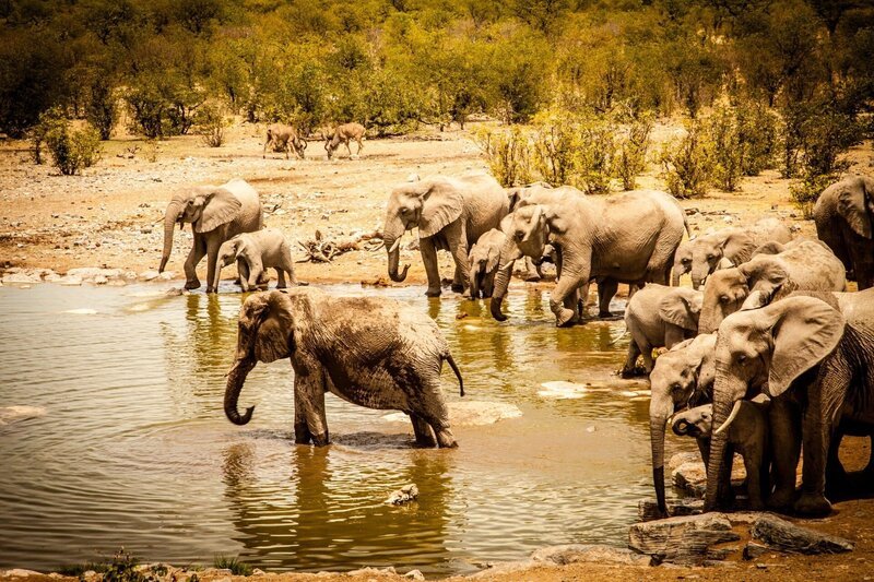Afrikanische Elefanten müssen täglich über hundert Liter Wasser trinken – in Etosha ein knappes Gut. – Bild: ZDF und Javier Linares Jr.. Afrikanische Elefanten müssen täglich über hundert Liter Wasser trinken – in Etosha ein knappes Gut. – Bild: ZDF und Javier Linares Jr..
