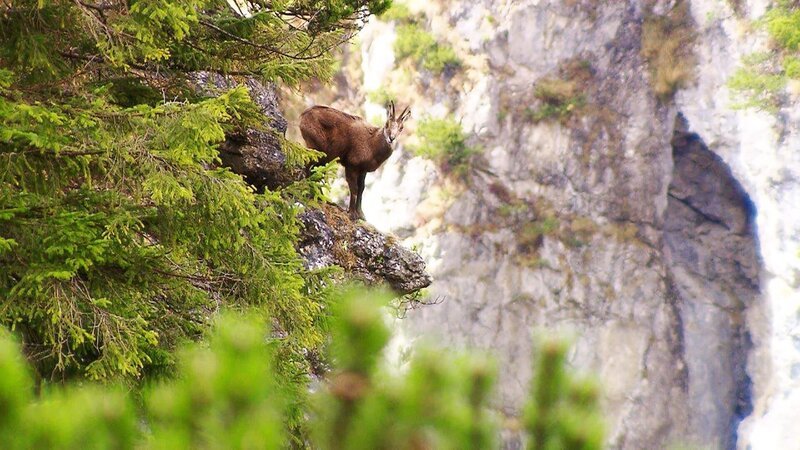 Gämse im Halltal. – Bild: ORF/ORF-Tirol Gämse im Halltal. – Bild: ORF/ORF-Tirol