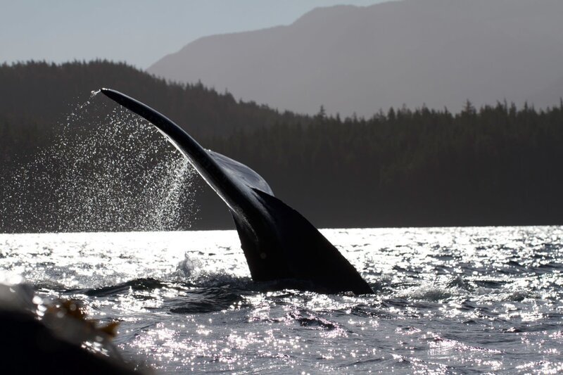 Die Flosse eines Buckelwals. – Bild: ZDF und Richard Kirby