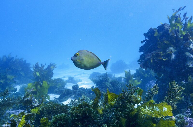 Ein Fisch schwimmt über einen Seetanggarten am Great Southern Reef. – Bild: Wild Pacific Media /​ © Wild Pacific Media