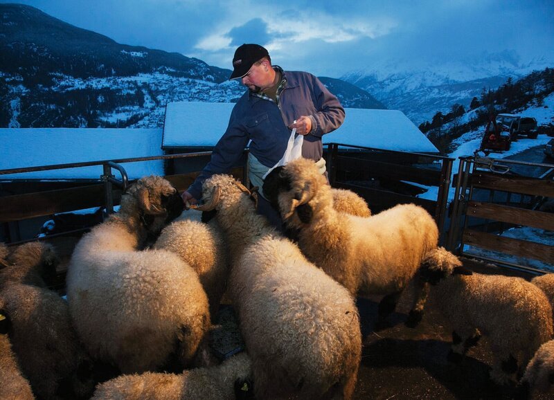Peter Gottsponer ist mit Leidenschaft Schäfer: Im Sommer hat der Wolf einige Schafe gerissen, dies führt im Dorf zu Diskussionen. (Copyright SRF/​Thomas Andenmatten) – Bild: SRF/​Thomas Andenmatten