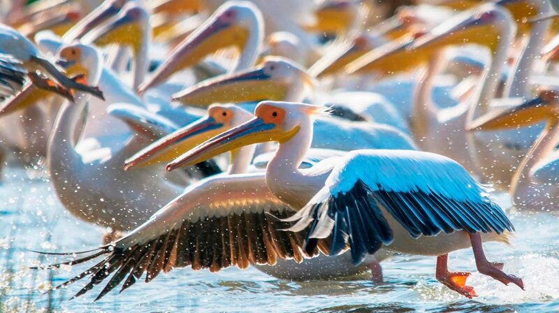 Das Donaudelta ist ein Paradies für Pelikane. Hier ist die größte Kolonie Europas beheimatet. – Bild: phoenix/​ZDF