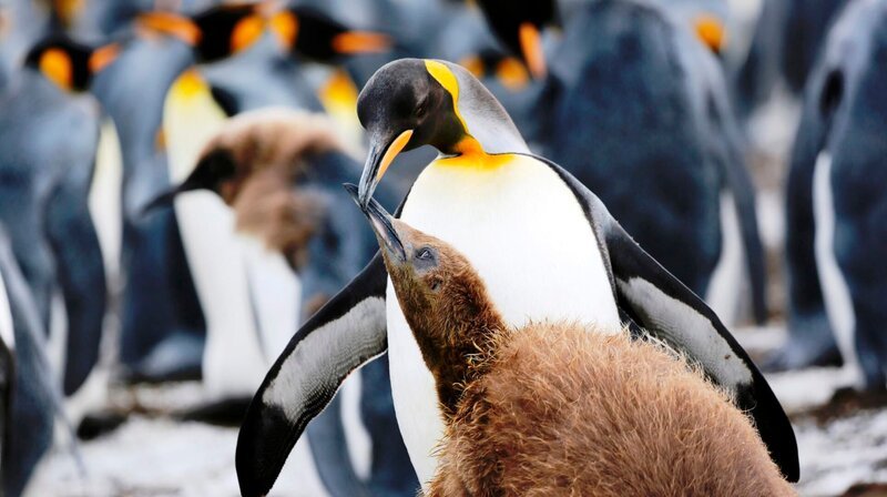 Königspinguin füttert Jungtier, Falklandinseln – Bild: PHOENIX/​ZDF/​Andreas Kieling