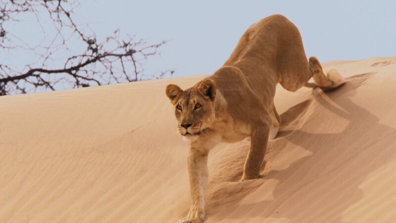 Ein Löwen-Weibchen schleicht sich auf einer Sanddüne der Namibwüste an. – Bild: ZDF und BBC 2016./​BBC 2016