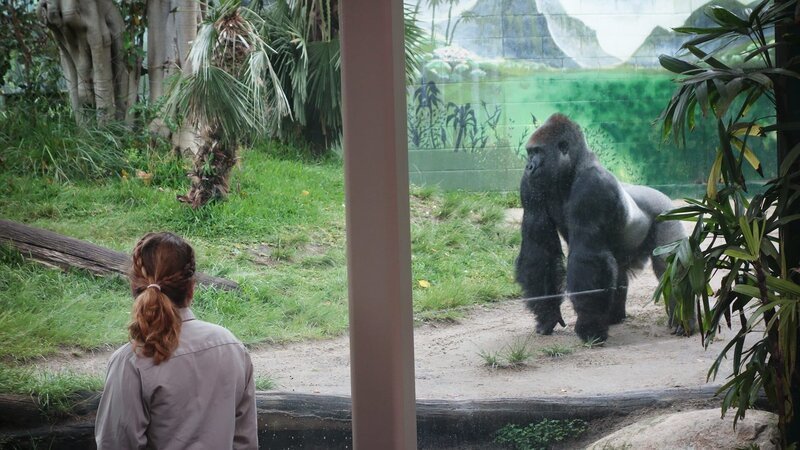 Keeper looking at gorilla on exhibit. – Bild: Animal Planet