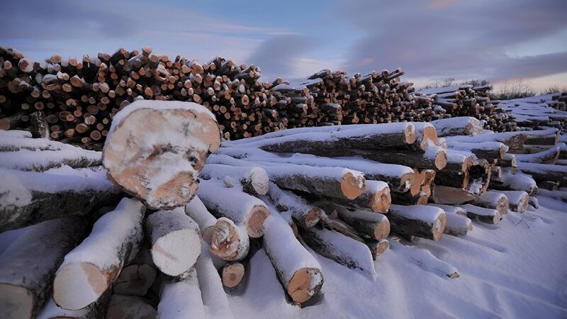 Snow covered logs at sunset as seen on episode six of American Loggers. – Bild: Warner Bros. Discovery