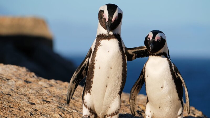 Two african penguins hugging on rock at Boulders Beach in Simon’s Town, Cape Town, South Africa. Photo by: Bruno Guerreiro – Bild: Bruno Guerreiro /​ Getty Images /​ GettyImages-1127261084 /​ © Bruno Guerreiro