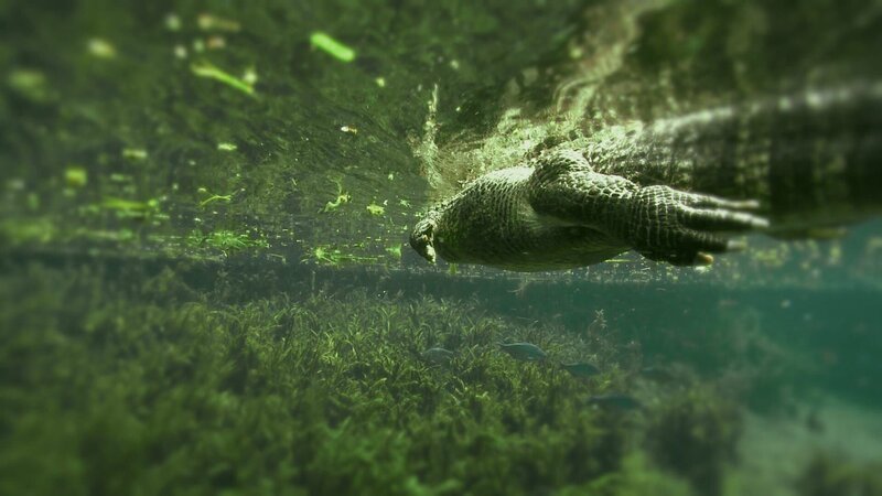 Alligator underwater. – Bild: Animal Planet