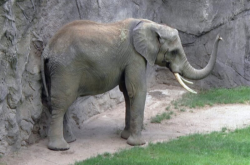 Elefant Tamo im Opel Zoo hat Bauchweh. – Bild: BR/​HR