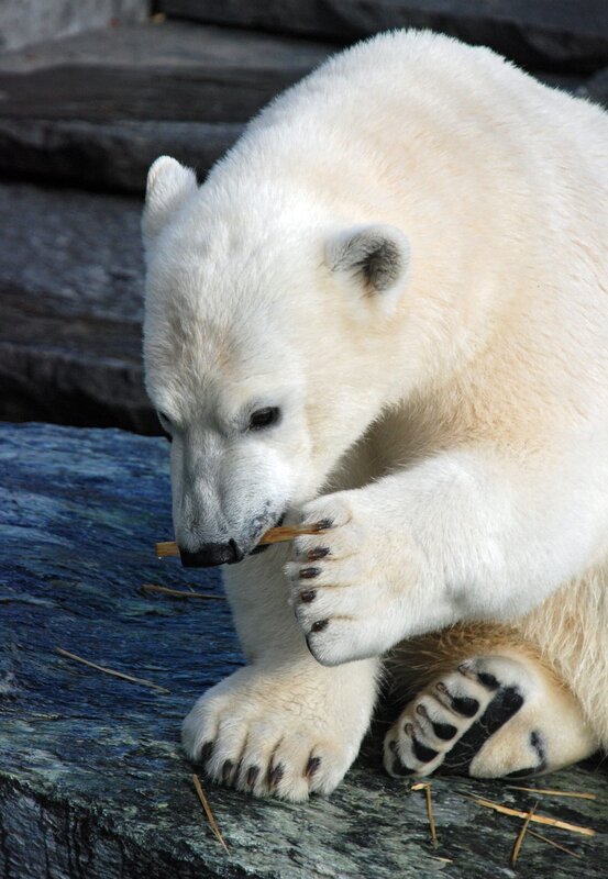 Wilbär: Happy Birthday, kleiner Bär! Erster Geburtstag für den schwäbischen Eisbären. Wie die Party für ihn war, zeigt Eisbär, Affe & Co. – Bild: BR/​SWR/​Frieder Bundt