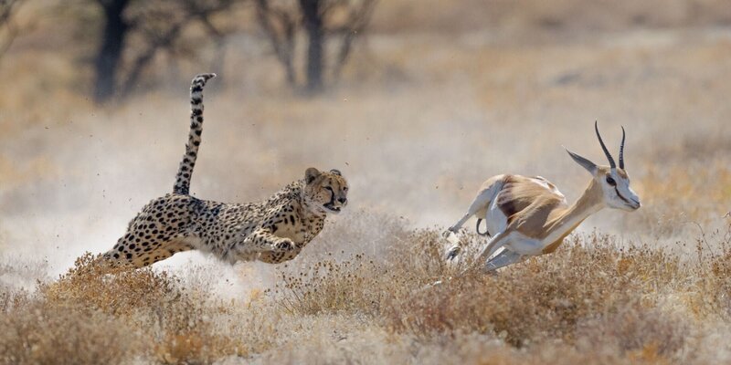 Ein Gepard jagt einer Gazelle nach. – Bild: RTL /​ © 2023 WildBear Entertainment Pty Ltd
