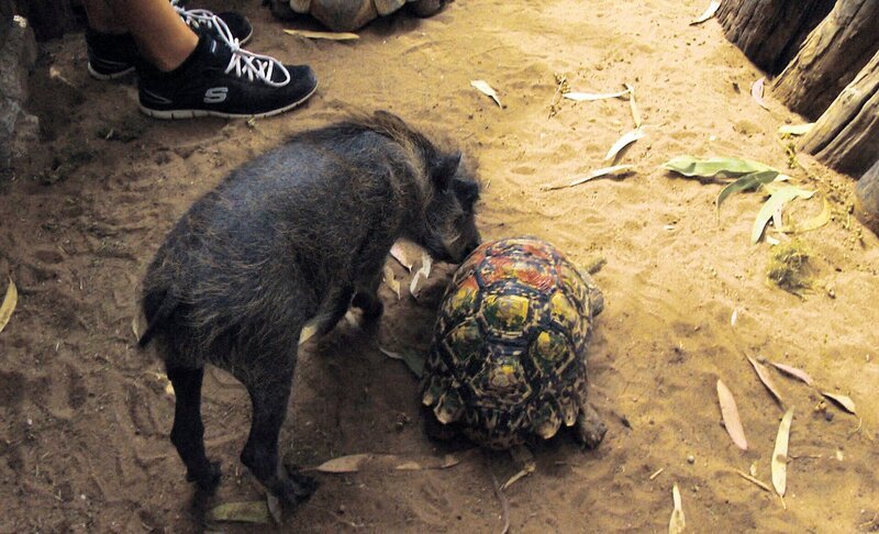 Die Neugier der Warzenschweine Ham und Bacon macht sogar vor Schildkröten nicht Halt. – Bild: SWR/​Frederik Füssel