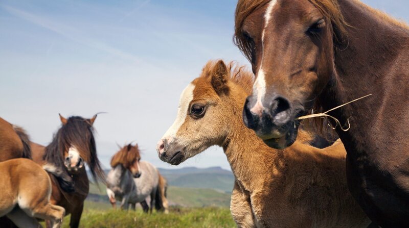In den Weiten der Hochebenen kann man auf freilebende walisische Bergponies treffen. – Bild: ZDF und NDR/NDR Naturfilm/doclights/Hans-Peter Kuttler. In den Weiten der Hochebenen kann man auf freilebende walisische Bergponies treffen. – Bild: ZDF und NDR/NDR Naturfilm/doclights/Hans-Peter Kuttler.