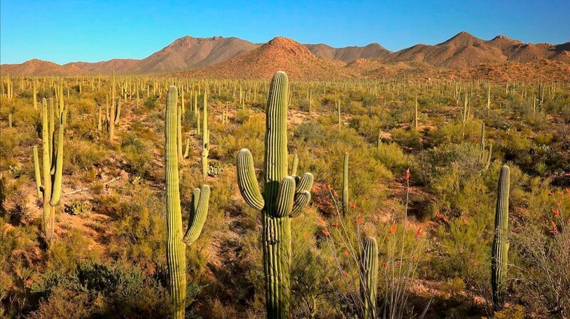 Die Sonora zählt zu den größten, vielseitigsten und artenreichsten Wüsten der Welt. – Bild: Phoenix