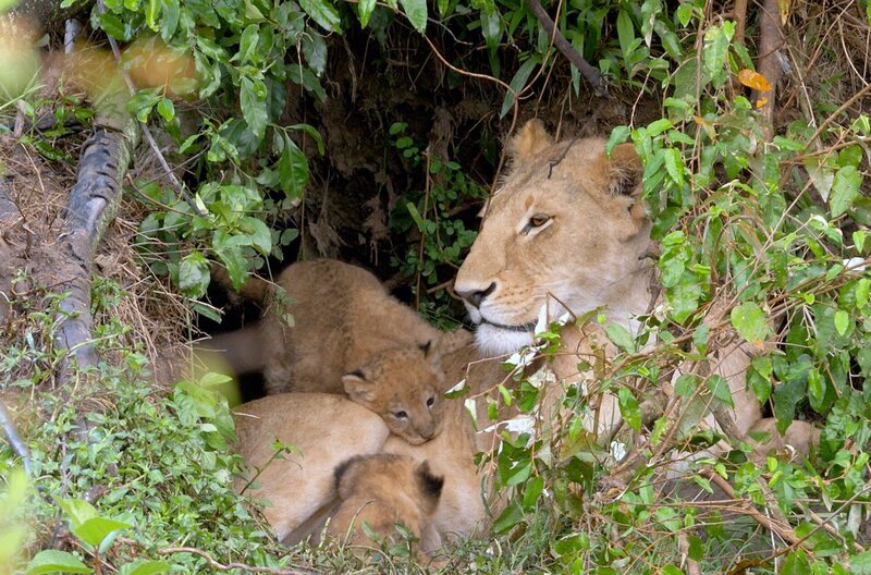 Das Verhalten von Junglöwen kurz nach der Geburt ist weit vom Bild eines „Königs der Savanne“ entfernt: Sie leben in Verstecken. – Bild: ARTE / © Songes de Moaï / © Songes de Moaï Das Verhalten von Junglöwen kurz nach der Geburt ist weit vom Bild eines „Königs der Savanne“ entfernt: Sie leben in Verstecken. – Bild: ARTE / © Songes de Moaï / © Songes de Moaï