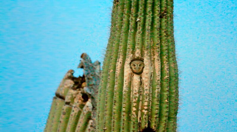 Der Elfenkauz hat sich in einem Saguaro eine Bruthöhle gebaut. – Bild: phoenix/​ZDF/​Chris Heising
