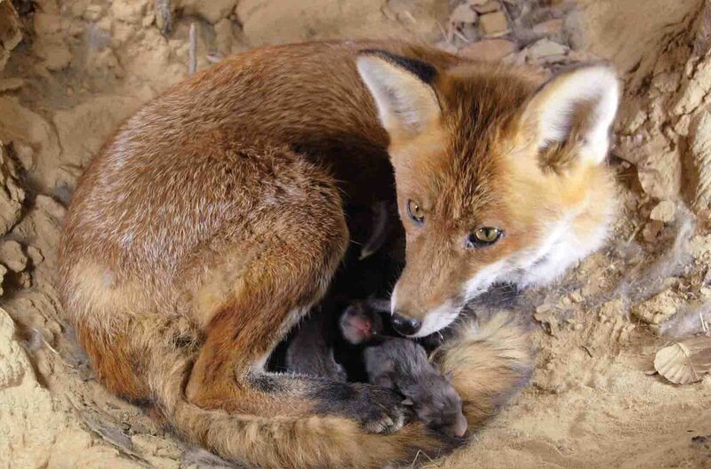 Wenn Fuchswelpen zur Welt kommen, ist ihr Pelz zunächst graubraun. Ihre Augen öffnen sie erst nach etwa zwei Wochen. – Bild: BR Fernsehen