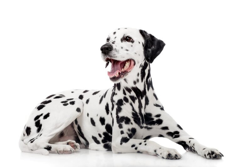Dalmatian dog, isolated on white – Bild: Shutterstock /​ Shutterstock /​ Copyright (c) 2014 Rosa Jay/​Shutterstock. No use without permission.