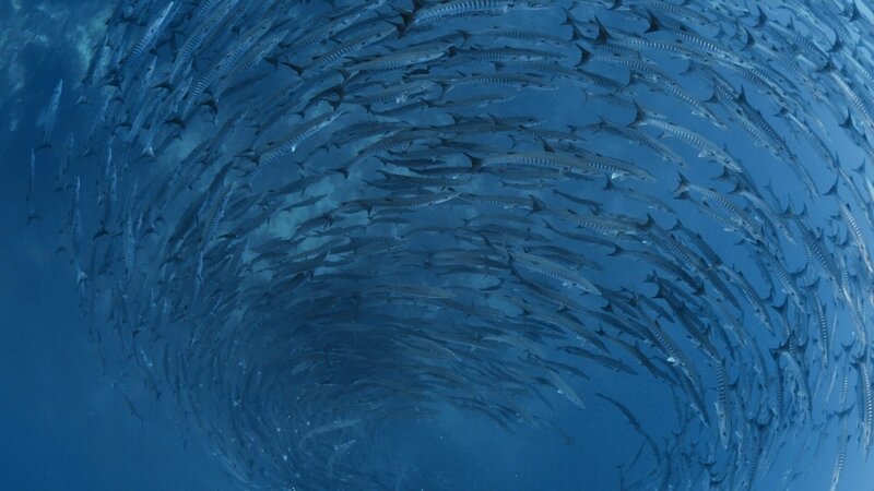 Barrakudas sind gefährliche Raubfische. Sie werden bis zu anderthalb Meter lang. – Bild: ZDF und © 2021