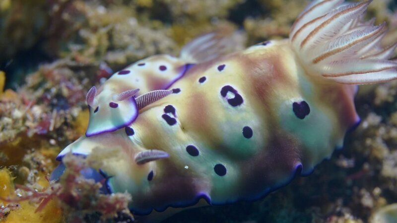 Nacktschnecken am Meeresboden überraschen mit ungewöhnlicher Farbenpracht. – Bild: ZDF und © 2021
