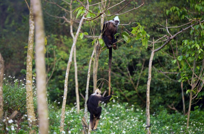 Nur noch rund tausend Weißkopflanguren leben in freier Wildbahn. Die Dokumentation zeigt das Sozialleben der geschickten Kletterer. – Bild: Mandarin Film / Nur noch rund tausend Weißkopflanguren leben in freier Wildbahn. Die Dokumentation zeigt das Sozialleben der geschickten Kletterer. Nur noch rund tausend Weißkopflanguren leben in freier Wildbahn. Die Dokumentation zeigt das Sozialleben der geschickten Kletterer. – Bild: Mandarin Film / Nur noch rund tausend Weißkopflanguren leben in freier Wildbahn. Die Dokumentation zeigt das Sozialleben der geschickten Kletterer.