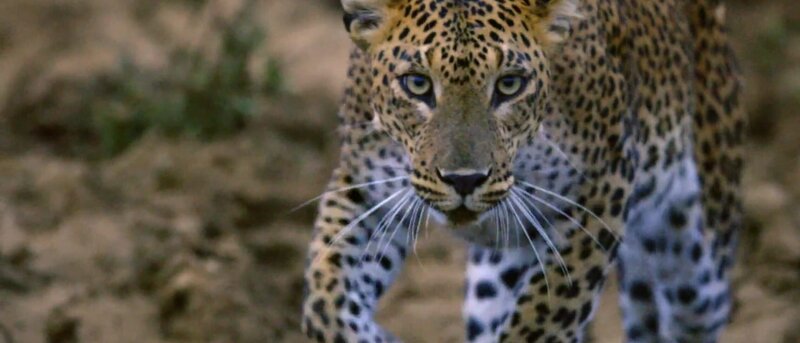 Leopard – Bild: Spiegel TV Wissen