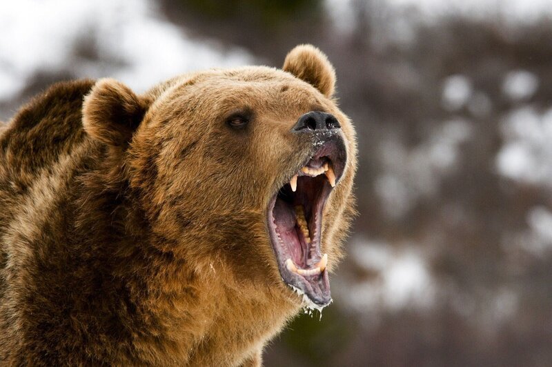 Ein Grizzlybär brüllt, das Maul ist weit geöffnet und die Zähne sind sichtbar. – Bild: RTL /​ © 2023 WildBear Entertainment Pty Ltd