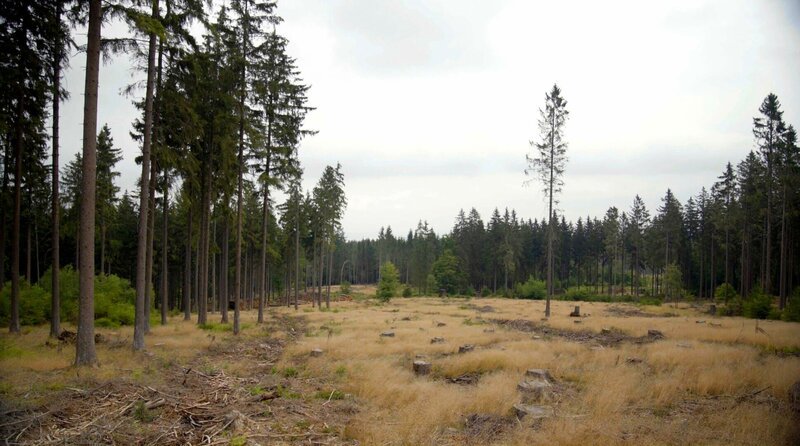 Dem Wald in Deutschland geht es so schlecht wie nie: Überall tote Bäume aufgrund von Hitze, Trockenheit und Schädlingen. – Bild: HR