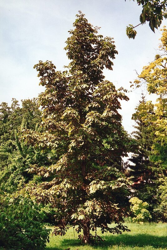 Die Gewöhnliche Rosskastanie kommt ursprünglich aus Südosteuropa. Seit dem 16. Jahrhundert wird sie bei uns in Parks gepflanzt und ist seitdem bei uns heimisch. – Bild: BR/​Angelika Zettl
