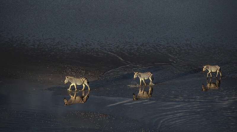 Zebras wandern durch die mit Wasser bedeckte Makgadikgadi-Salzpfannen. – Bild: ZDF und NDR/​TERRA MATER FACTUAL STUDIOS/​WILDLIFE FILMS.