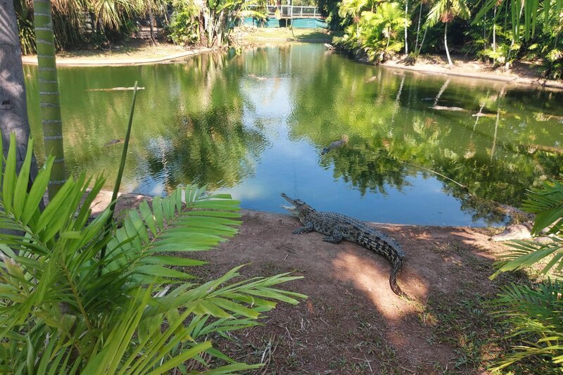 Krokodil am Rande des Teiches – Bild: Off the fence