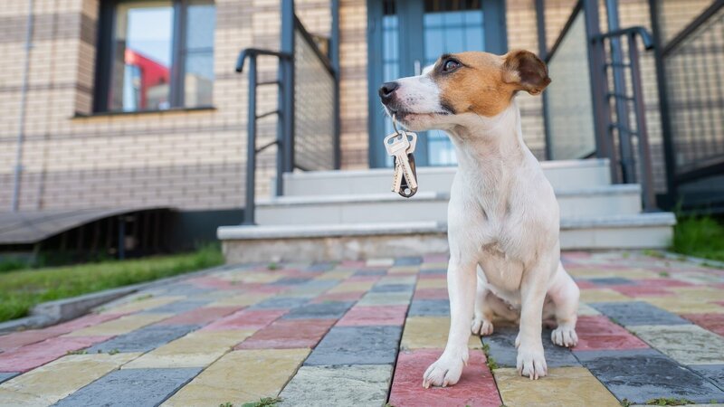 Dog Jack Russell Terrier is sitting at the door holding the keys to the house. – Bild: Shutterstock /​ Shutterstock /​ Copyright (c) 2021 Reshetnikov_art/​Shutterstock. No use without permission.