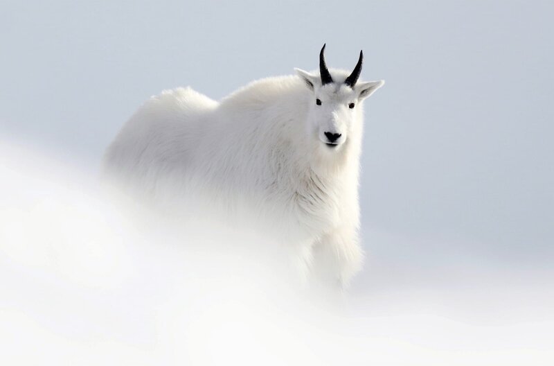 Die Population der Schneeziege konzentriert sich auf die Gebirgsregionen Nordamerikas. Aufgrund ihrer besonderen Eigenschaften ist sie wie geschaffen, um in unwirtlichen Klimazonen zu bestehen. – Bild: Jérémie Villet / © Jérémie Villet Die Population der Schneeziege konzentriert sich auf die Gebirgsregionen Nordamerikas. Aufgrund ihrer besonderen Eigenschaften ist sie wie geschaffen, um in unwirtlichen Klimazonen zu bestehen. – Bild: Jérémie Villet / © Jérémie Villet