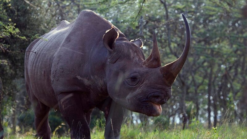 Black Rhino (Diceros bicornis) – Bild: Keren Su /​ Getty Images /​ GettyImages-sb10065457bp-001