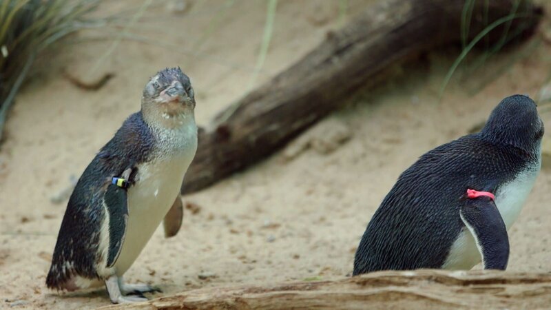 JP the penguin on exhibit. – Bild: TLC /​ ©Animal Planet