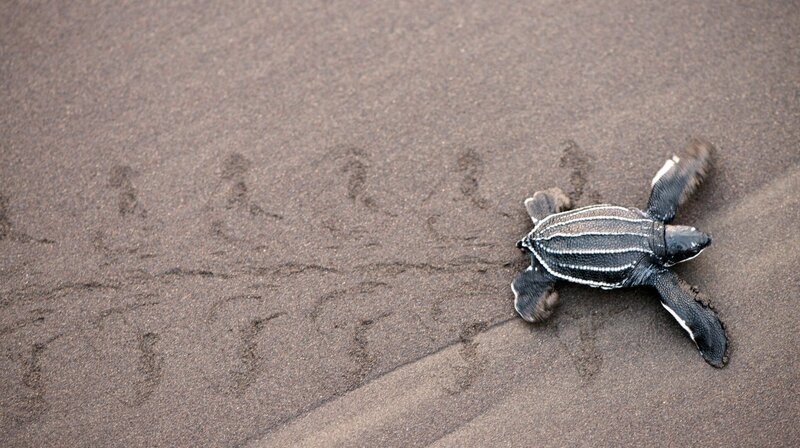 Eine Lederschildkröte beim Eierlegen. – Bild: ZDF und NDR/​DOCLIGHTS GMBH/​Tania Escobar.