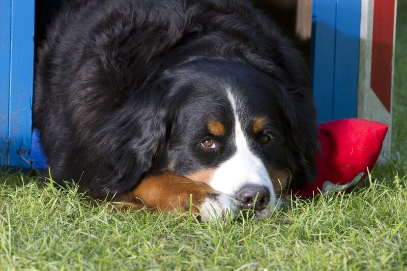 Keks liegt in seiner Hundehütte und träumt vom nächsten Abenteuer. – Bild: ZDF/​Zia Ziarno