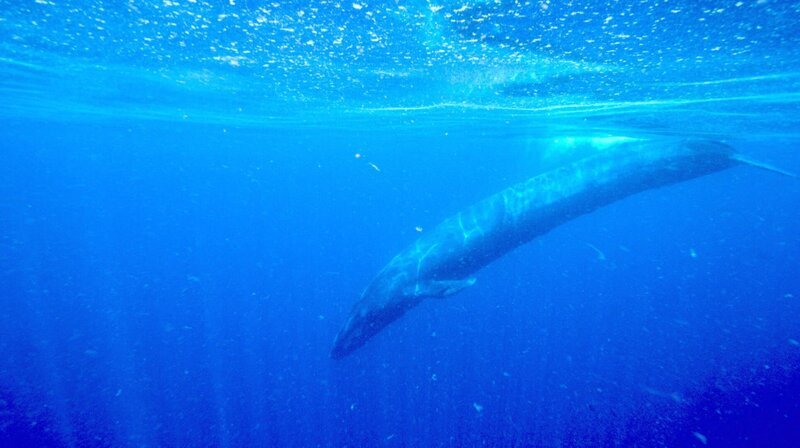 Wahre Giganten: Blauwale sind die größten und schwersten Tiere, die auf der Erde vorzufinden sind. – Bild: phoenix/​ZDF/​Terra Mater Factual Studios