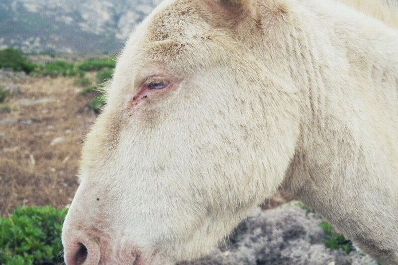 Keiner weiß, woher die weißen Esel von Asinara kommen. Jedenfalls sind sie seit ihrem Erscheinen das Wahrzeichen der kleinen Insel im Nordwesten von Sardinien. – Bild: BR/​Andrea Rüthlein