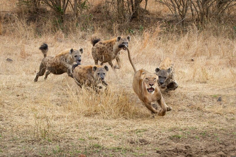 A lioness, Panthera leo, runs with ears back and mouth open from spotted hyenas, Crocuta crocuta – Bild: Shutterstock /​ Shutterstock /​ Copyright (c) 2020 MintImages/​Shutterstock. No use without permission.
