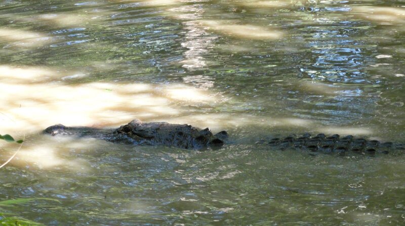 Die Sümpfe von Louisiana sind perfekte Rückzugsgebiete für Alligatoren. – Bild: BR/​National Geographic Channel/​NDR/​Whitney Beer-Ker/​Whitney Beer-Ker