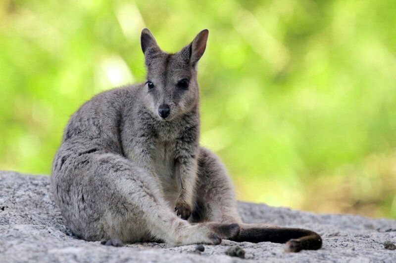 ARD/​BR PAULA UND DIE WILDEN TIERE, „Hüpfen wie ein Känguru“, am Samstag (18.04.15) um 07:10 Uhr im ERSTEN. Ein Känguru sitzt auf einem Felsen. – Bild: BR/​TEXT + BILD Medienproduktion