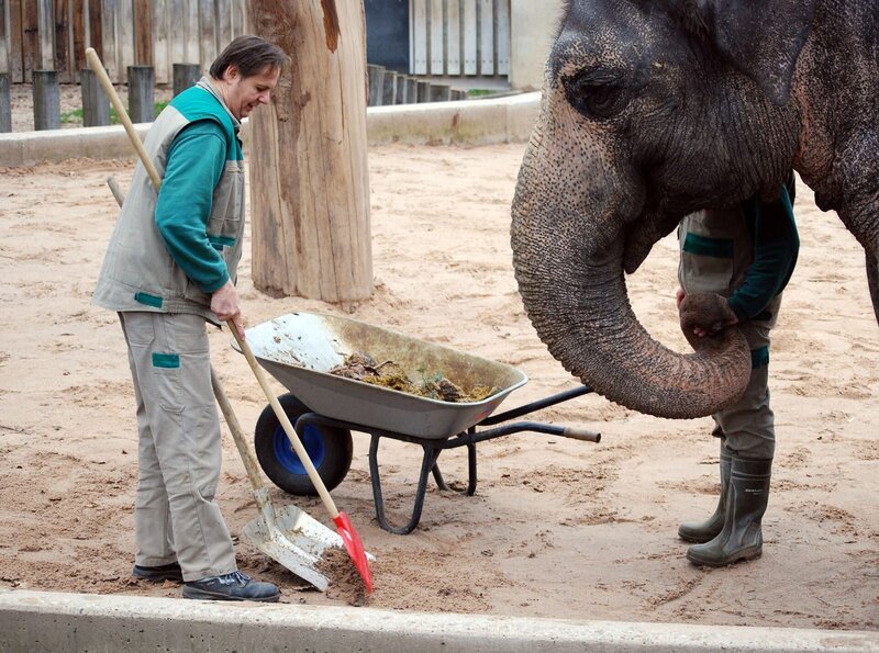 Unter Beobachtung: Elefantendame Zella überwacht die Reinigung ihres Gehege durch Tierpfleger Volker Scholl. – Bild: BR/​SWR/​Frieder Bundt
